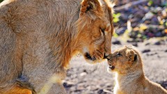Animals cubs Lions feline baby animals