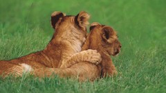 Animals cubs Lions Kenya mara