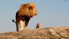 Animals cubs Lions safari savage African Wild Life