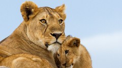 Animals cubs Lions wild cats baby animals