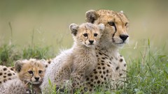 Animals cubs mother Kenya mara