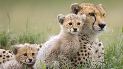 Animals cubs mother Kenya mara