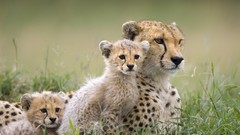 Animals cubs mother Kenya mara