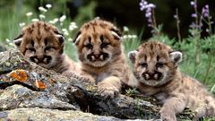 Animals cubs mountain lions