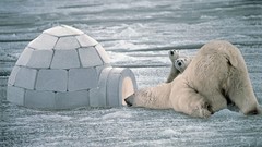 Animals cubs Polar Bears