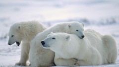 Animals cubs Polar Bears baby animals