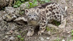 Animals cubs snow leopards baby animals