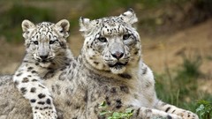 Animals cubs snow leopards baby animals