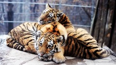 Animals cubs Tigers