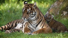 Animals cubs Tigers baby animals