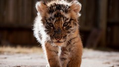Animals cubs Tigers baby animals