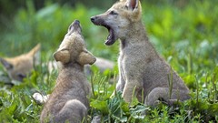 Animals cubs Wolves baby animals