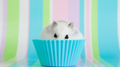 Animals cupcakes hamsters black