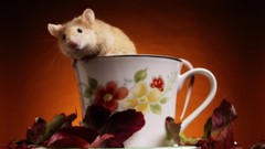 Animals cups mice