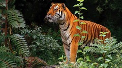 Animals curious Ferns Tigers