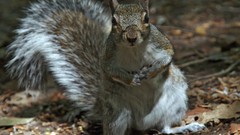 Animals curious grey squirrels