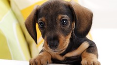 Animals dachshund