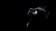 Animals dark cats