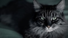 Animals dark cats ears pets