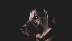 Animals dark Dogs grey background