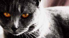 Animals dark eyes cats