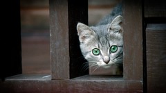 Animals dark eyes cats green eyes