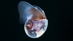 Animals dark fish transparent underwater mollusks