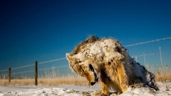 Animals dead national geographic