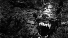 Animals decay Corpse animal