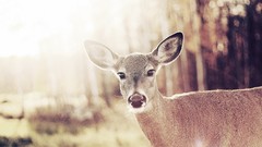 Animals deer