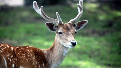Animals deer