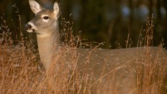 Animals deer