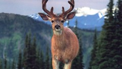 Animals deer