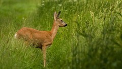 Animals deer