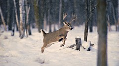 Animals deer