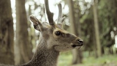 Animals deer