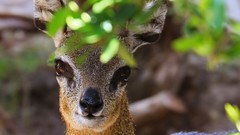 Animals deer