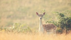 Animals deer