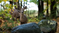 Animals deer