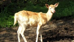 Animals deer