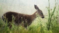 Animals deer