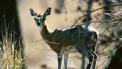 Animals deer