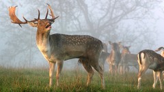 Animals deer