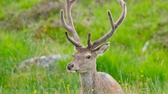 Animals deer