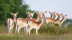 Animals deer