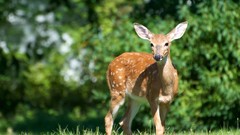 Animals deer