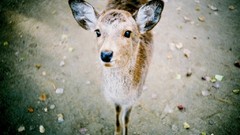 Animals deer