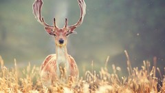 Animals deer