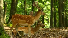 Animals deer