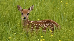 Animals deer